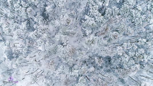 Wald mit Schnee bedeckt